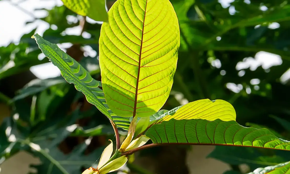 Backlit broad green leaves with prominent central veins